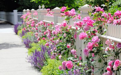 White wooden fence, pink roses, colorful garden border adding curb appeal to home entrance